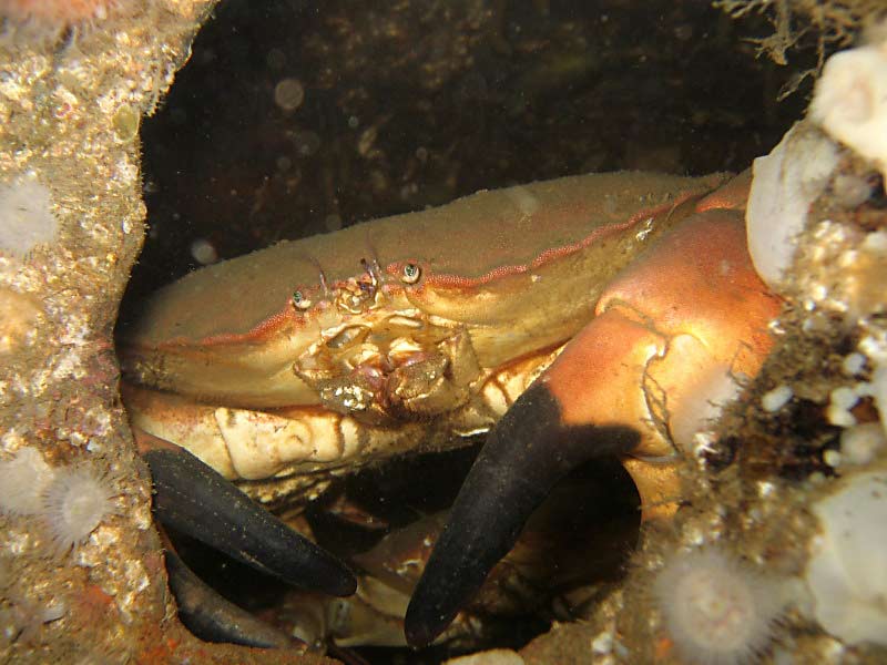 Image: Cancer pagurus at Scapa Flow, Orkneys.