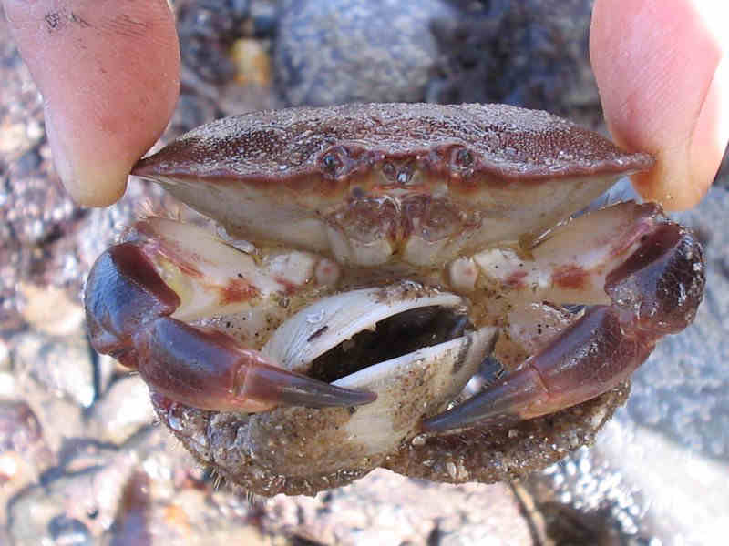 [canpag5]: Front view of <i>Cancer pagurus</i>, clutching a bivalve.