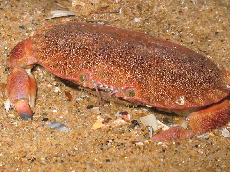 [canpag6]: The edible crab <i>Cancer pagurus</i> burrowing into sandy substratum.
