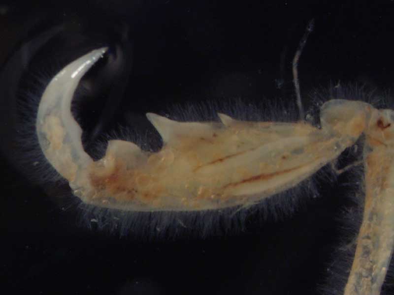 Modal: Propodus of gnathopod II of an adult male <i>Caprella mutica</i> showing the prominent middle projection.