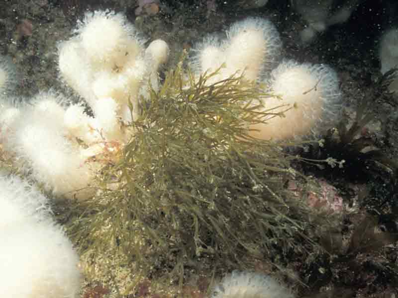 Carpomitra costata with dead man's fingers in background.