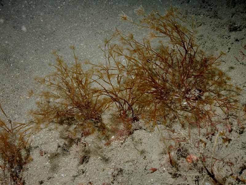 Carpomitra costata in soft sediment.