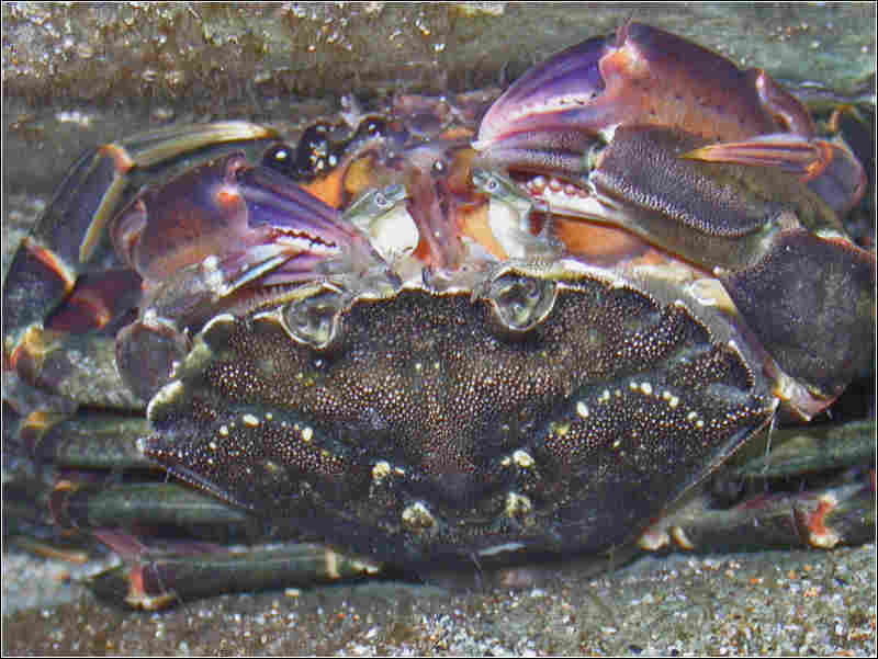 Image: Two Carcinus maenas mating.