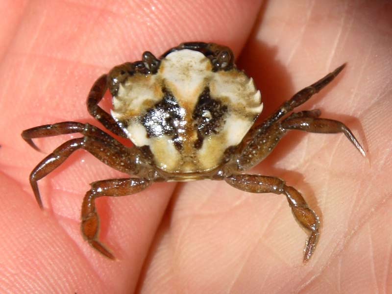 [carmae6]: A juvenille <i>Carcinus maenas</i> crab.