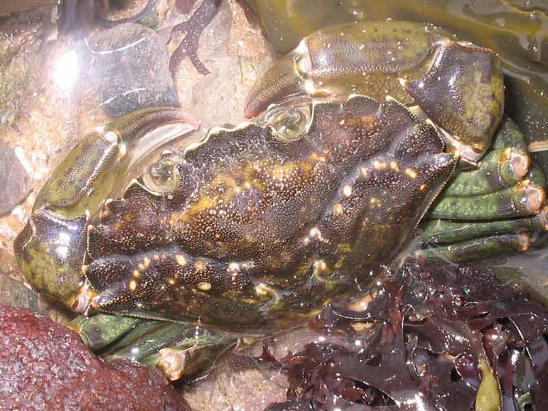 Modal: Dorsal view of <i>Carcinus maenas</i> out of the water.