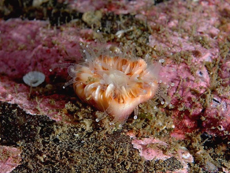 Modal: Devonshire cup coral, <i>Caryophyllia smithii</i> at Strome Narrows, Loch Carron, Scotland.