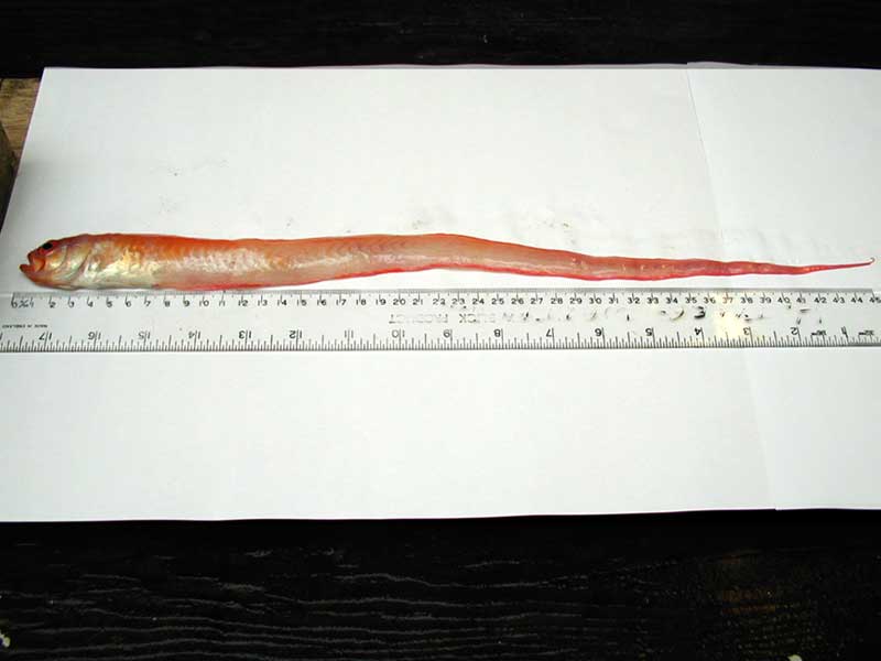 [ceprub2]: Specimen of the red band fish <i>Cepola rubescens</i>.