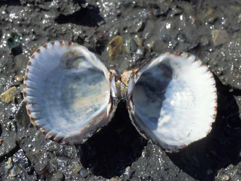 Modal: Shell of <i>Cerastoderma edule</i> opened to display hinge.