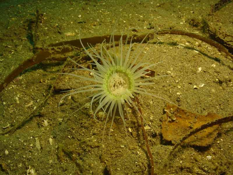 Modal: Lone <i>Cerianthus lloydii</i> on a sandy seabed in Doune.