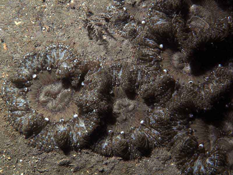 Daisy anemones in sediment