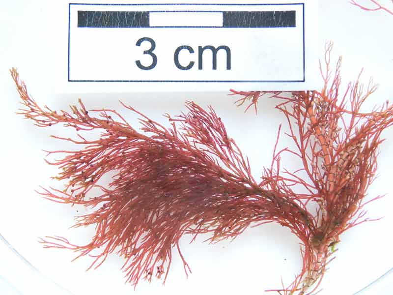 Image: A specimen of Ceramium virgatum with a branch of Corallina to the right.