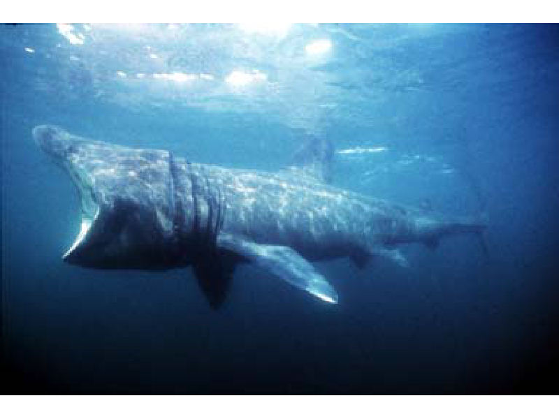 Modal: Basking shark feeding with gaping mouth.