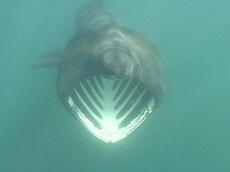 [cetmax4]: <i>Cetorhinus maximus</i> feeding in the Channel Isles.