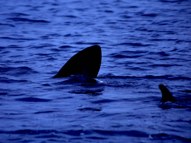 Modal: Basking shark fin at surface.