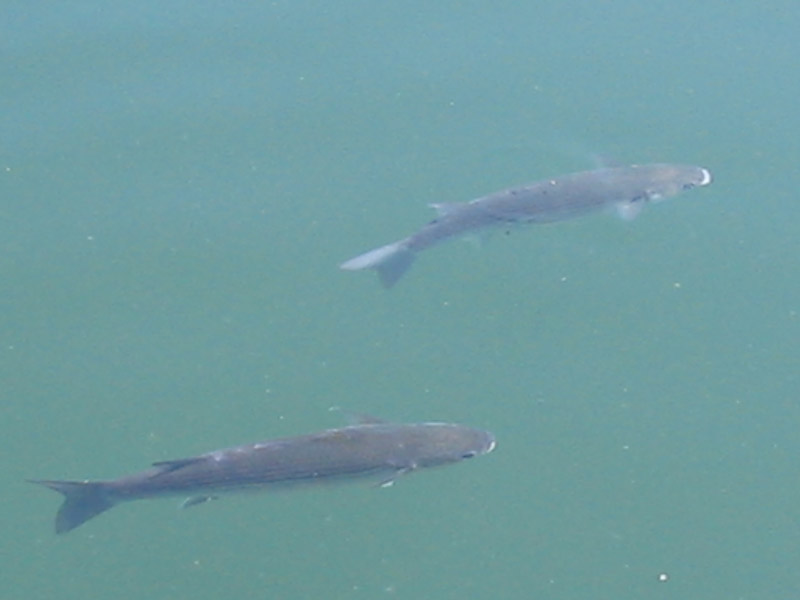 Pair of Chelon labrosus.