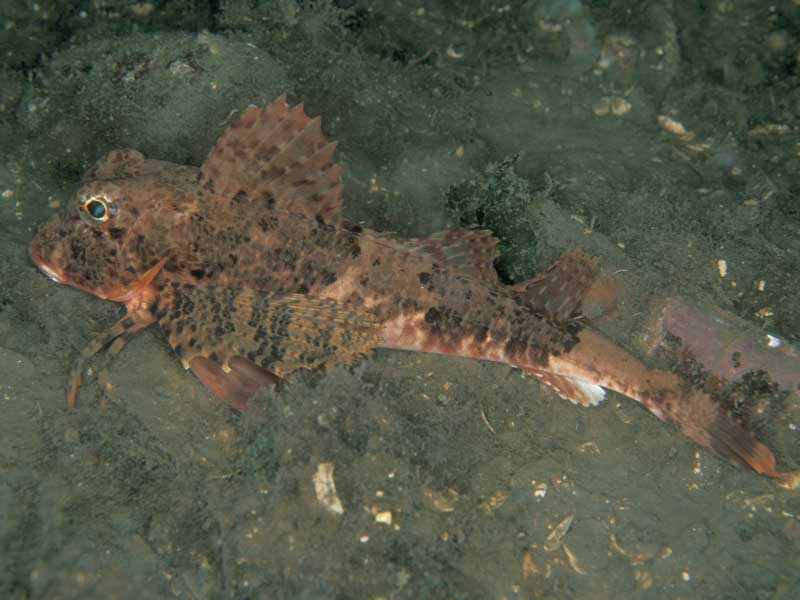 Chelidonichthys lastoviza on the seabed.