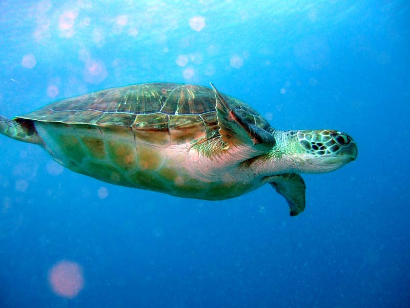 [chemyd]: <i>Chelonia mydas</i> swimming throught the open ocean, viewed side-on.