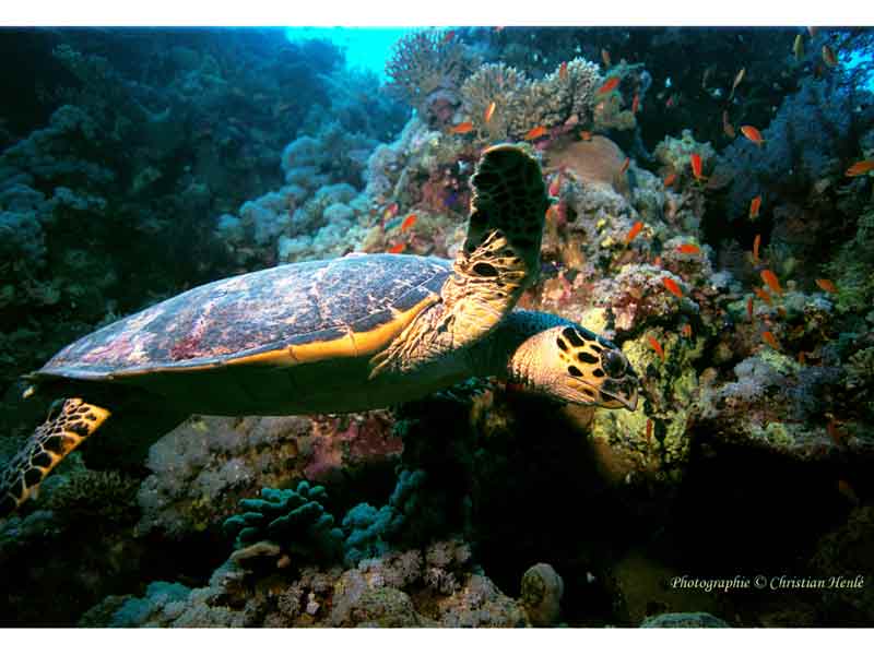 Image: Hawksbill turtle swimming over a reef in the Red Sea.