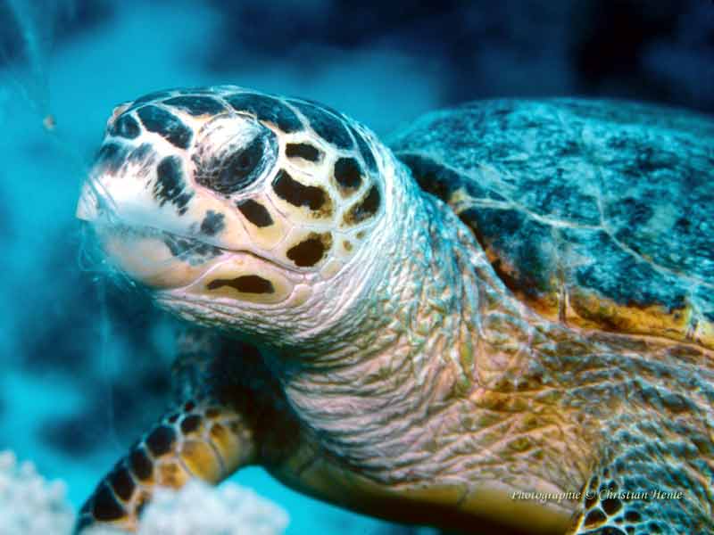 Modal: Head of Hawksbill turtle, taken in the Red Sea.