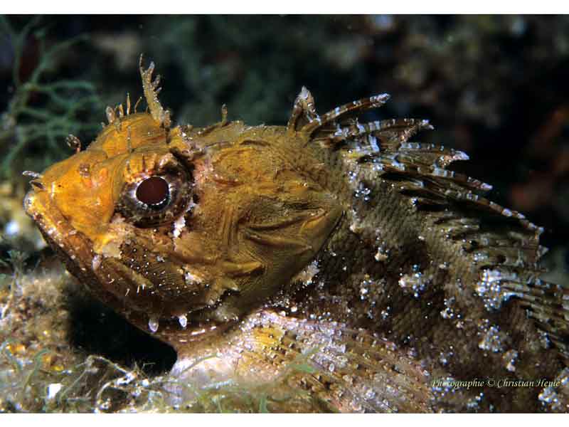 Modal: Head of scorpionfish <i>Scorpaena porcus</i> in Mediterranean.