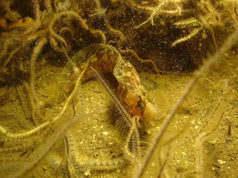 Modal: <i>Chirolophis ascanii</i> surrounded by brittle stars.