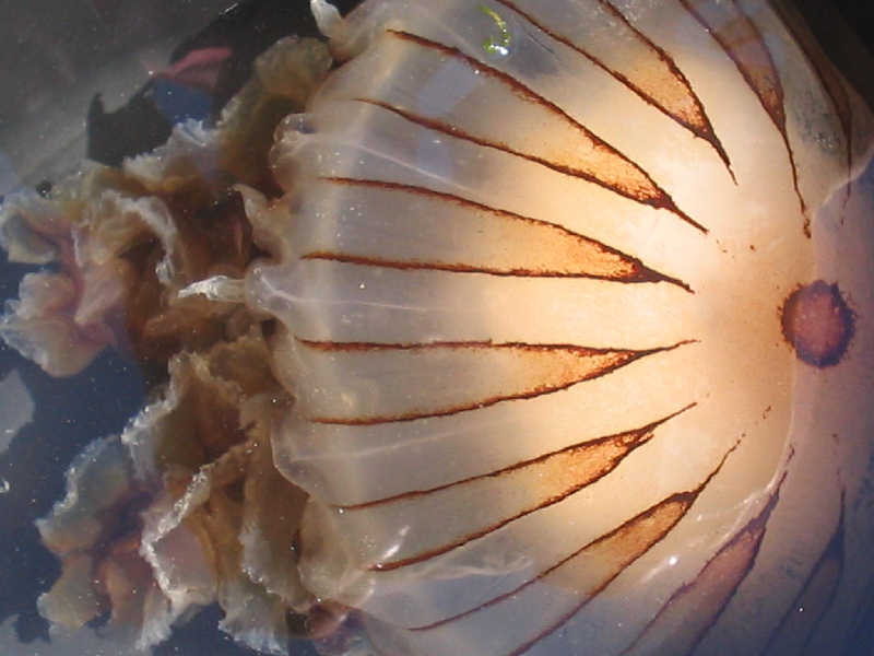 [chrhys2]: The compass jellyfish <i>Chrysaora hysoscella</i> swimming in a marina.