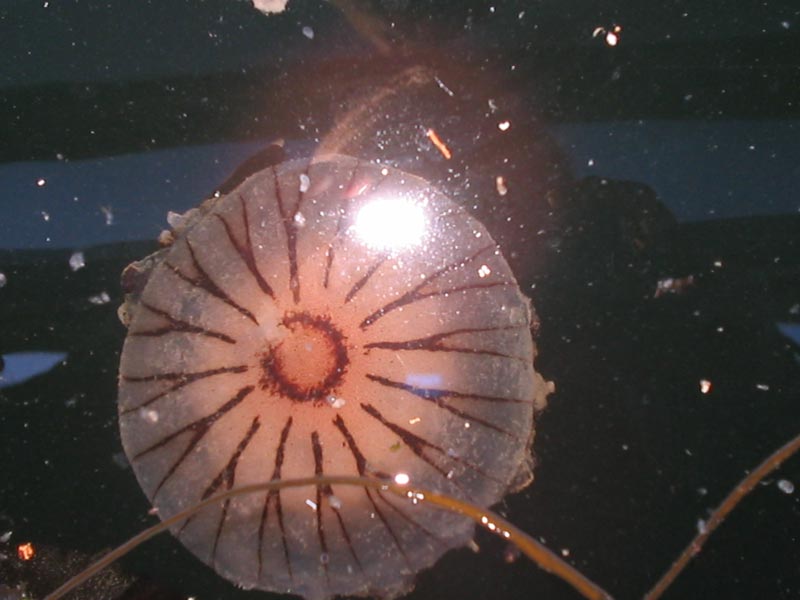 Modal: Dome of <i>Chrysaora hysoscella</i>.