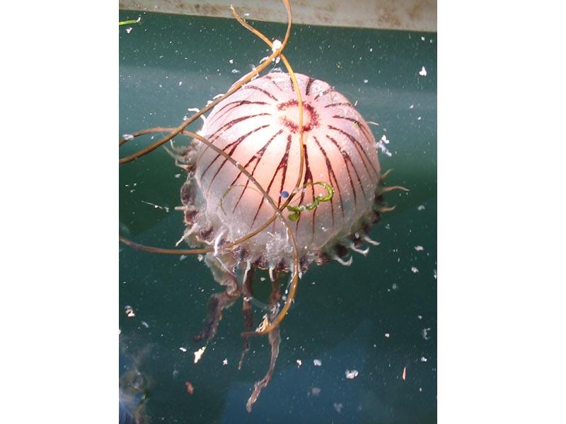 Chrysaora hysoscella in a harbour.