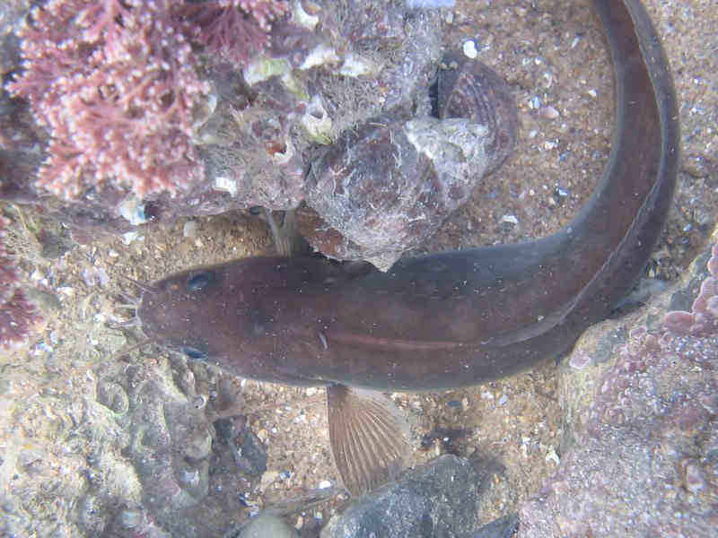 Modal: The five-bearded rockling <i>Ciliata mustela</i> with five visible barbels.