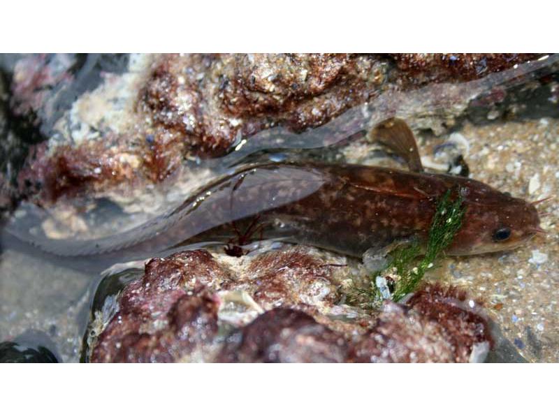 Ciliata mustela in a shallow rockpool.