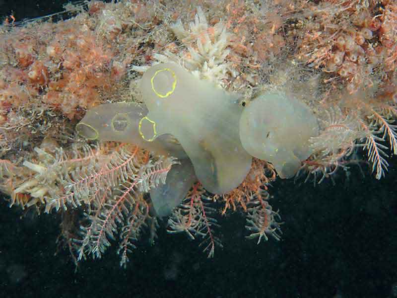 Image: The solitary sea squirt Ciona intestinalis.