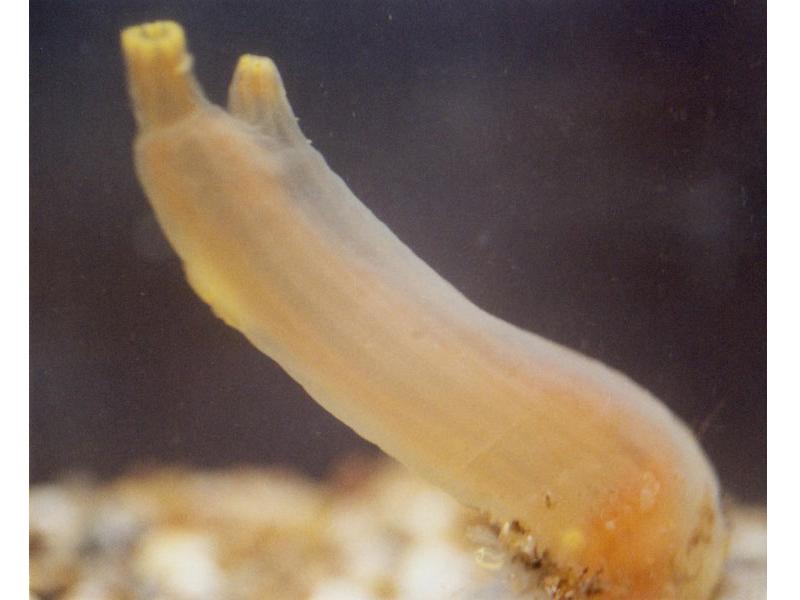 Close up view of a Ciona intestinalis individual.