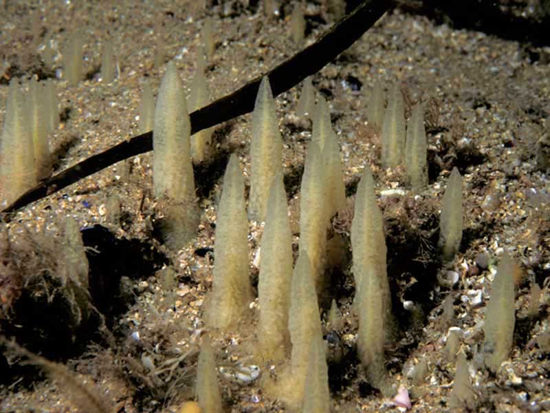 Image: Ciocalypta penicillus on course shingle substrata at the north coast of Lundy.