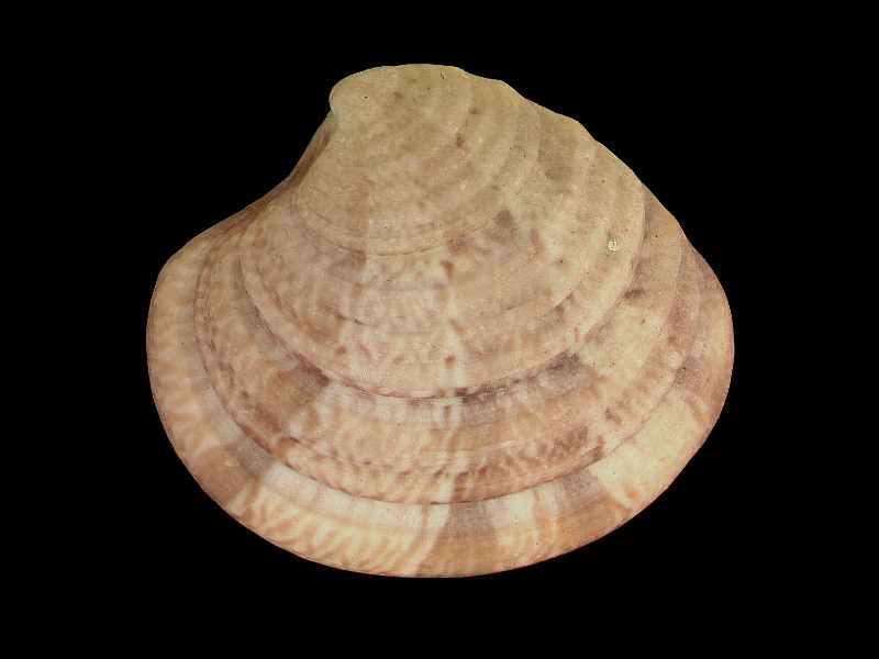 External view of Clausinella fasciata valve.