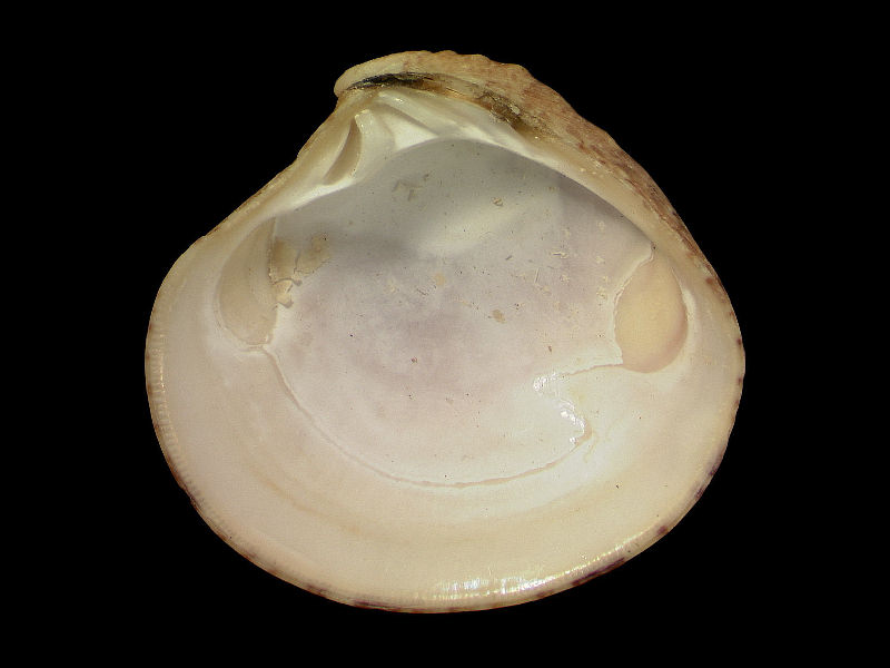 Modal: Internal view of <i>Clausinella fasciata</i> valve.