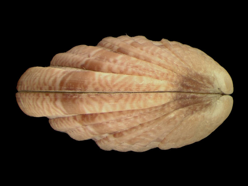 Modal: Side profile of <i>Clausinella fasciata</i>.