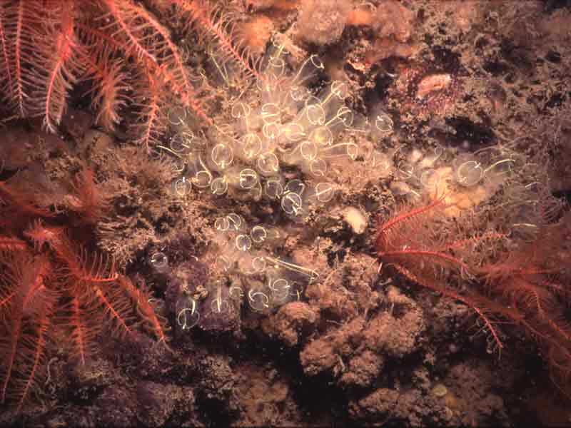 [clalep3]: Light bulb sea squirts and feather stars.
