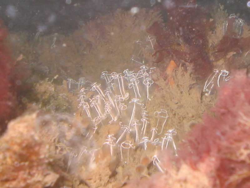 Image: Clavelina lepadiformis in deeper water.