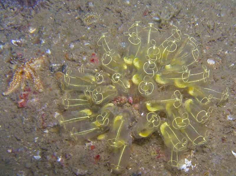 Modal: <i>Clavelina lepadiformis</i> patch on a sedimented seabed.