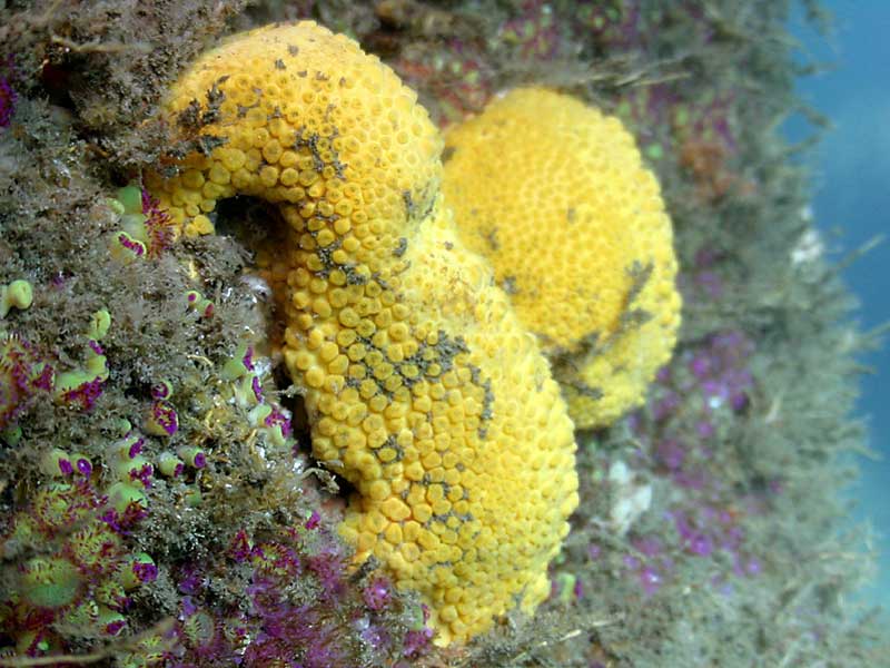 Modal: <i>Cliona celata</i> on rock face with <i>Corynactis viridis</i> in the Channel Isles.