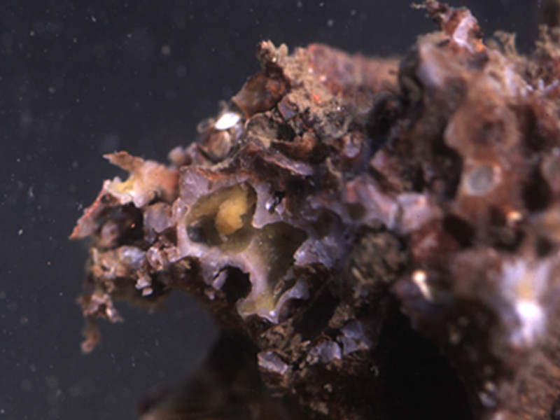 The rock boring sponge Cliona celata in a piece of broken rock.