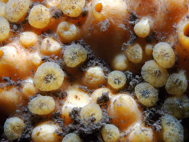 [clicel4]: Close up of <i>Cliona celata</i> at Firestone Bay in Plymouth sound.