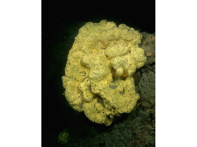 [clicel5]: <i>Cliona celata</i> at ca 25 meters depth at Firestone Bay, Plymouth Sound.