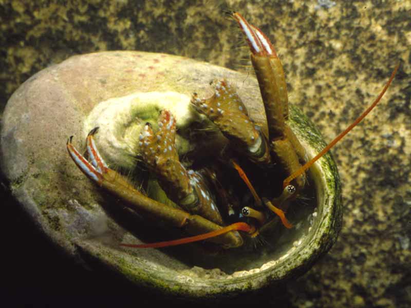 Clibanarius erythropus emerging from shell.