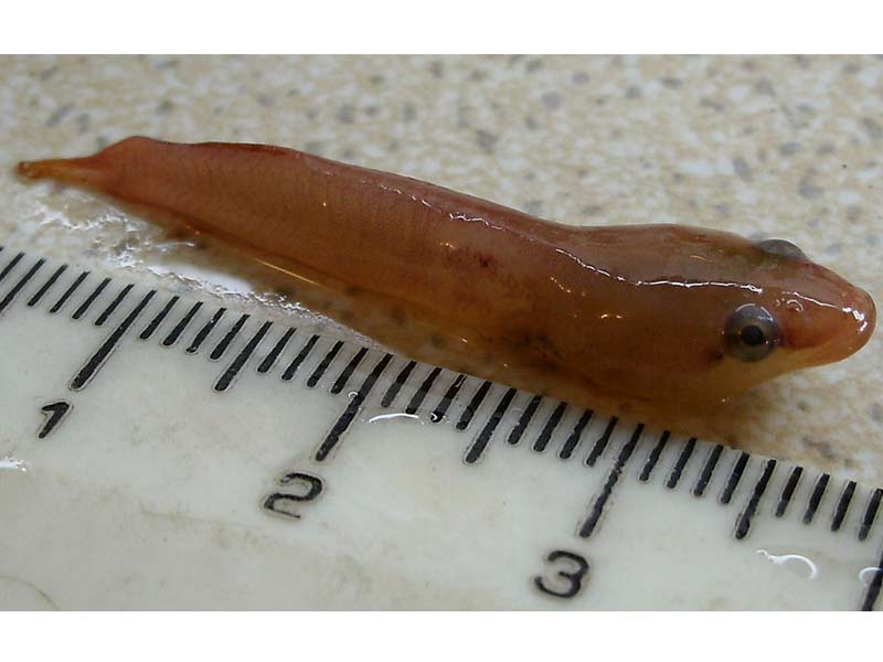 Modal: A two-spotted clingfish.