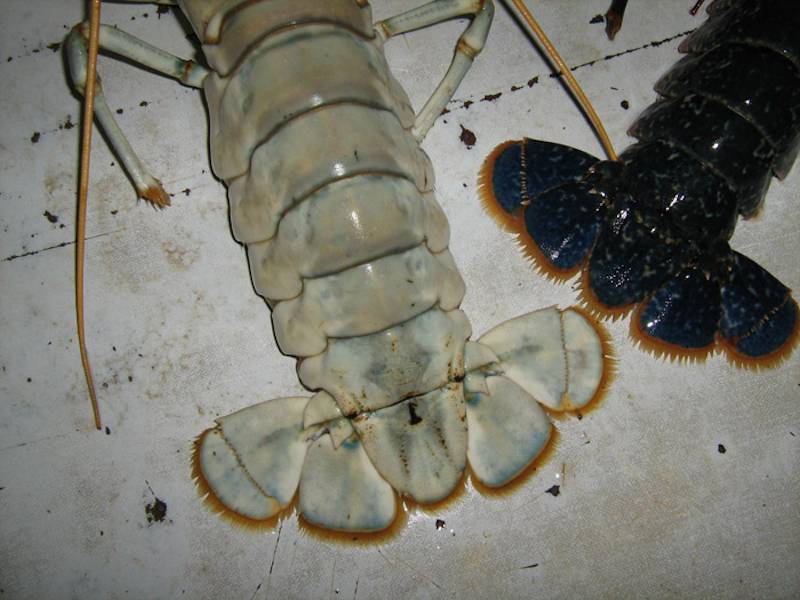 Image: 'Albino' female lobster telson alongside that of the typical coloured Homarus gammarus