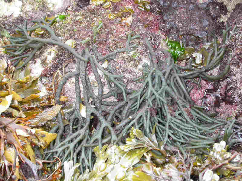 Codium fragile subspecies fragile.