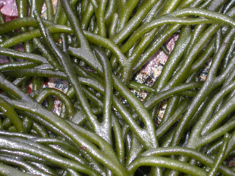 Image: Close up of Codium tomentosum illustrating its spongy fronds.