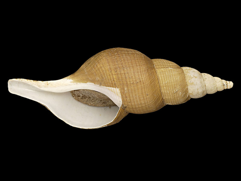 Apertural view of Colus islandicus.