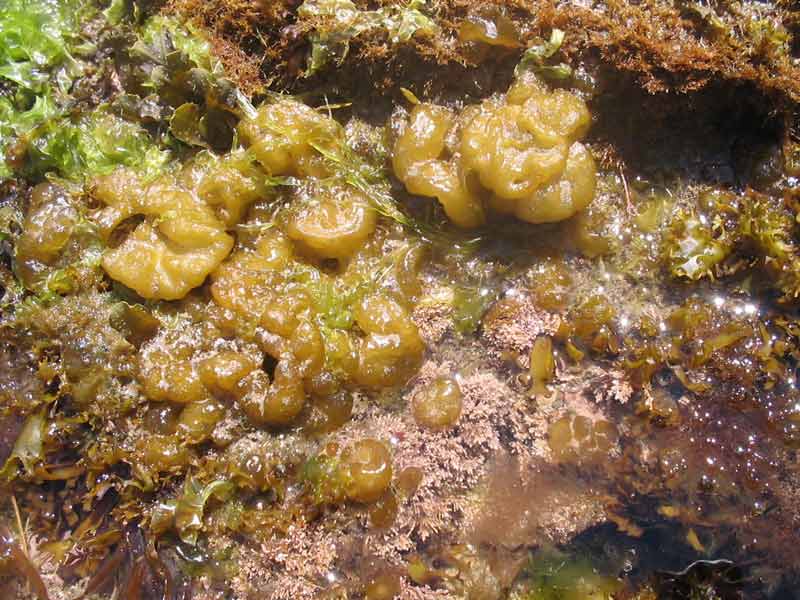 [colper4]: <i>Colpomenia peregrina</i> amongst other intertidal seaweeds.